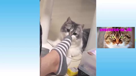 DOG AND CAT FUNNY (FUNNY CATS GETTING SCARED IN THE MIRROR FUNNY ANIMAL VIDEOS)