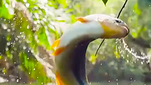 Fish jumping food