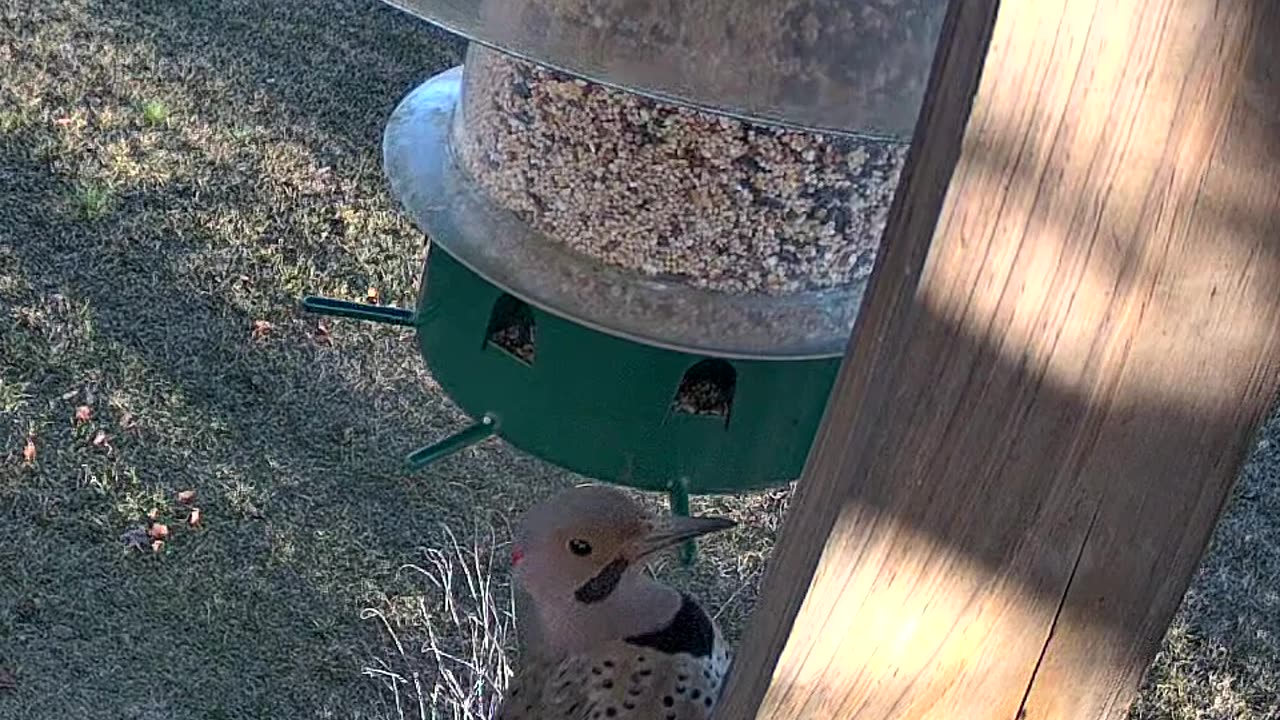 Northern Flicker Male (Yellow Shafted)