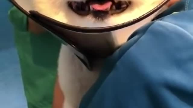 Funny Dog Injection Video