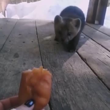 Someone asked what kind of animal this is!