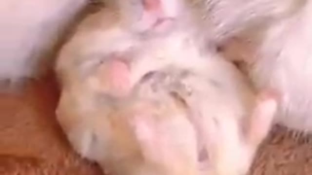 Cat and mouse best funny momentsππππππππ