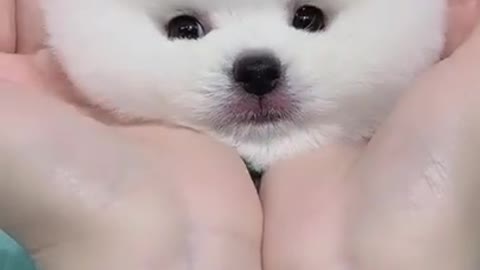 Dog give beautiful short in hand