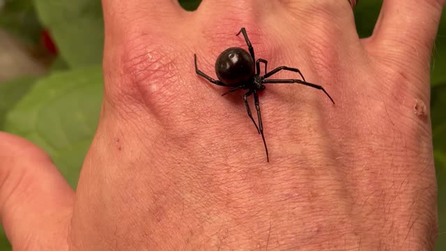 Holding a Giant Black Widow