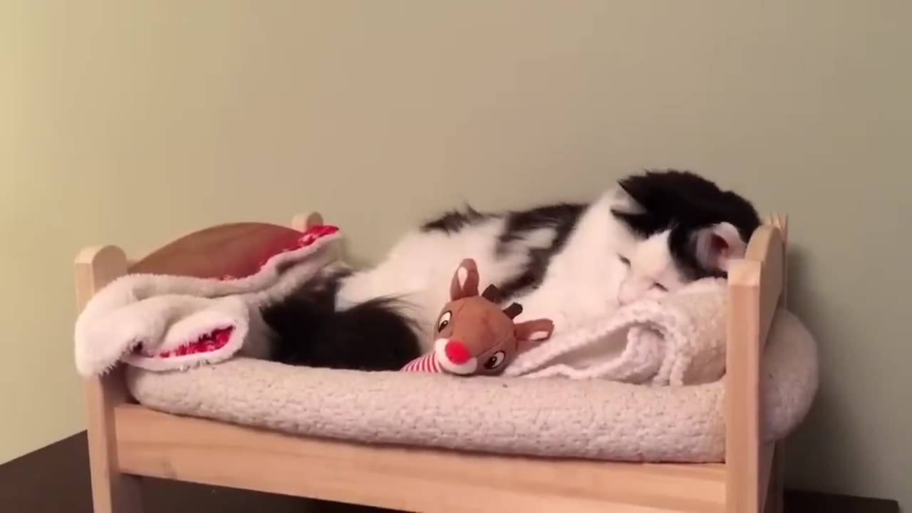 Cat Puts Herself to Sleep in Tiny Human Bed