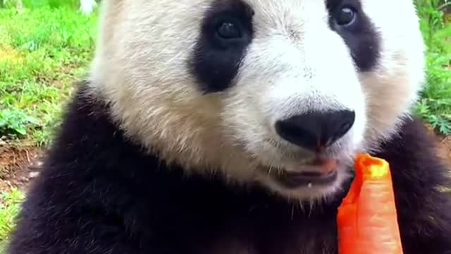 The lovely giant panda