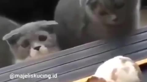 Funny cats