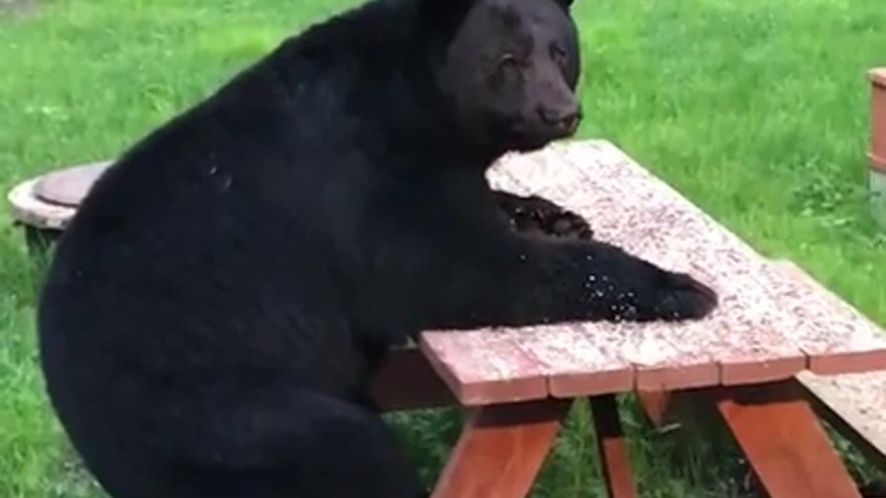 Bear sits like a human at picnic beach in bizarre animal encounter