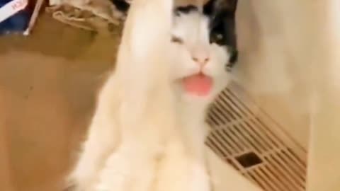 Funniest Animals 2023 😂 Funny Cats and Dogs 🐱🐶 | Funny Animal Videos #16