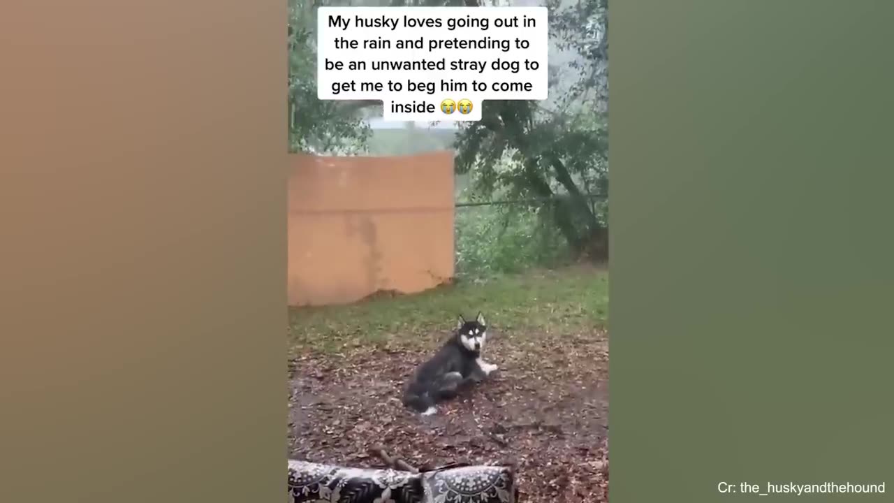 Get a Husky they said, It will be fun