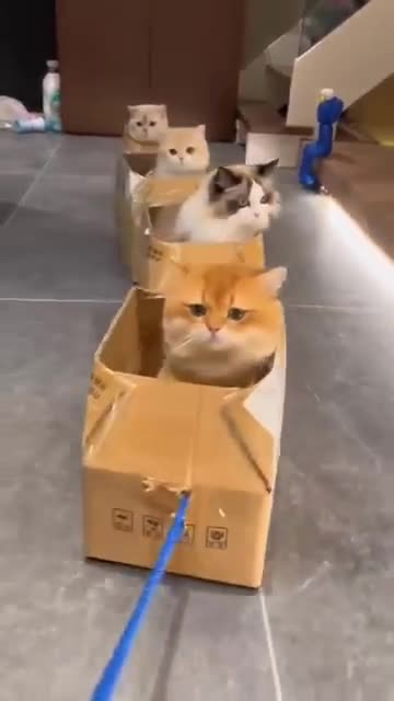 Cut train, Cat bus service 🤣