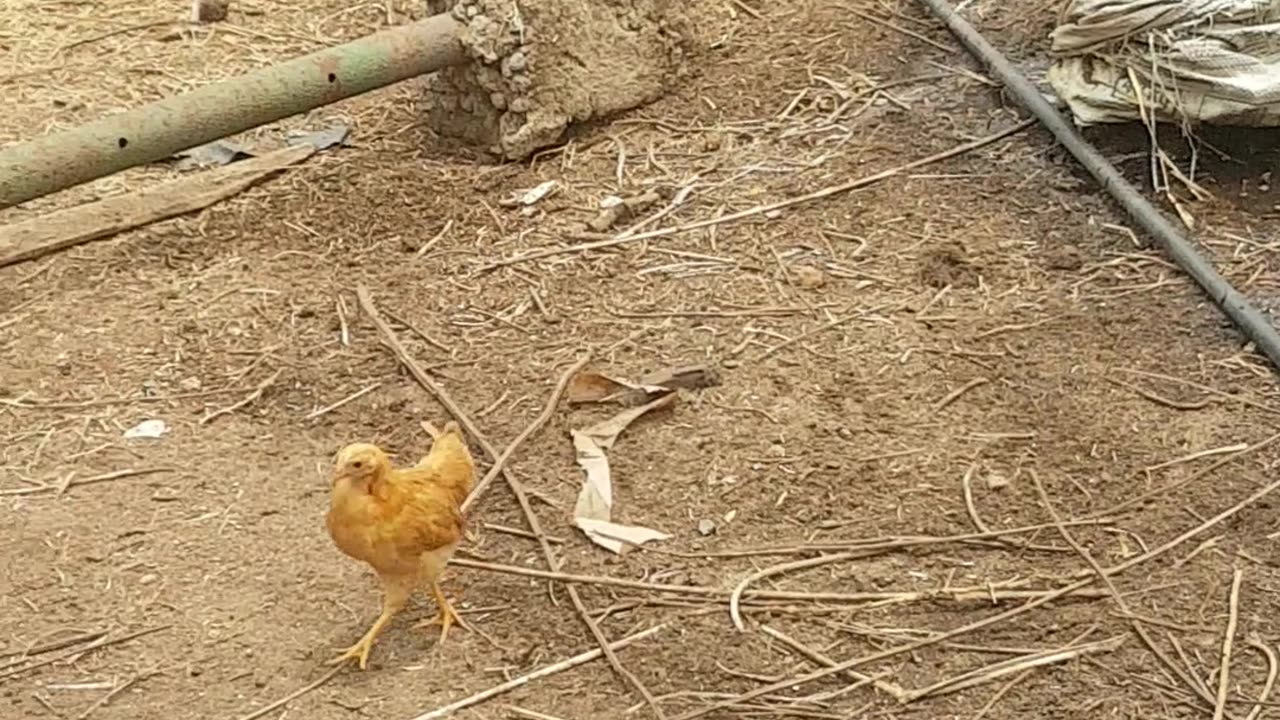 Pitbull loves them chickens.