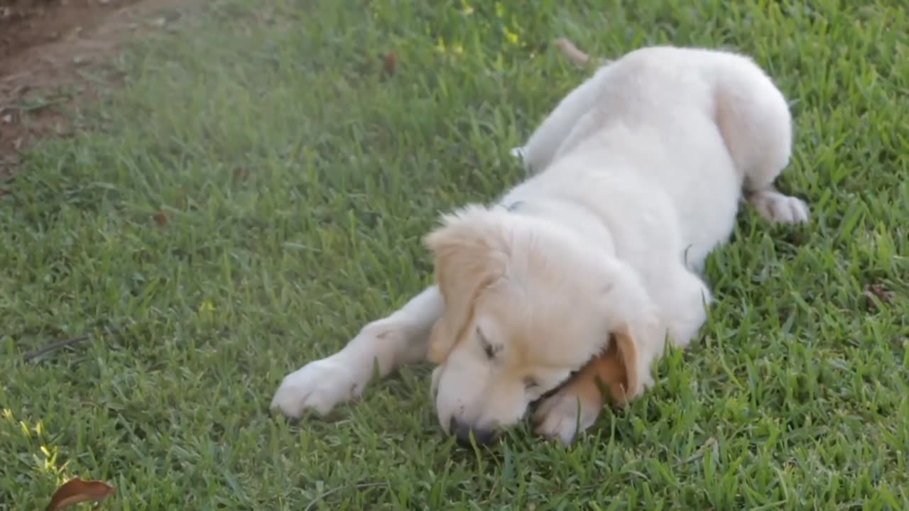 Cute dog playing