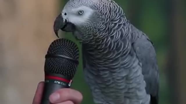 The parrot who speaks everything his boss says he also says