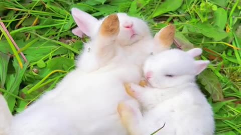 rabbits