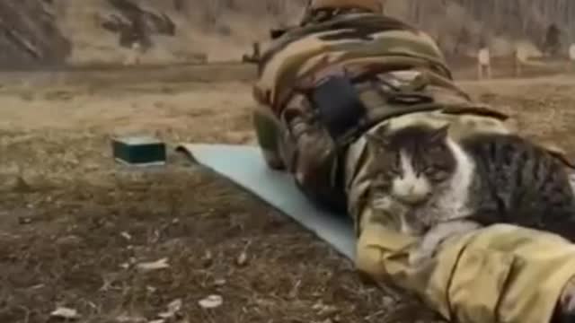 Russian military cat