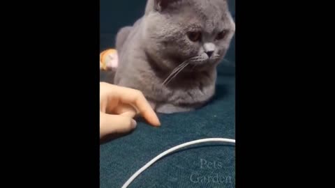 Funny animal videos 2022