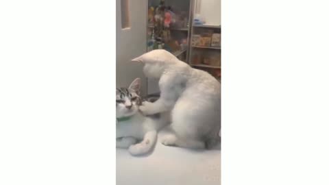 Cute Cat- Funny Cat