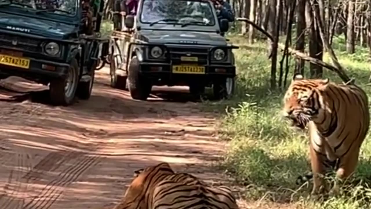 Wildlife in closer view with a natural perspective.
