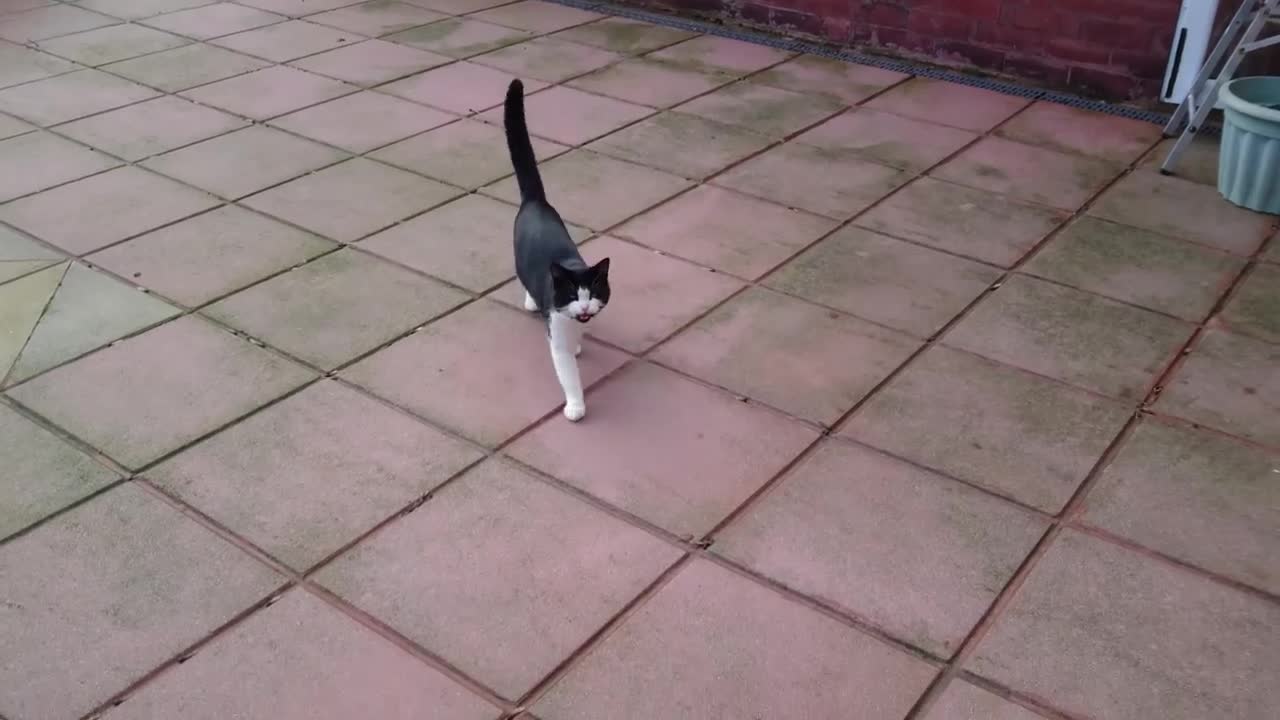 Cat Is Happy To See His Owner