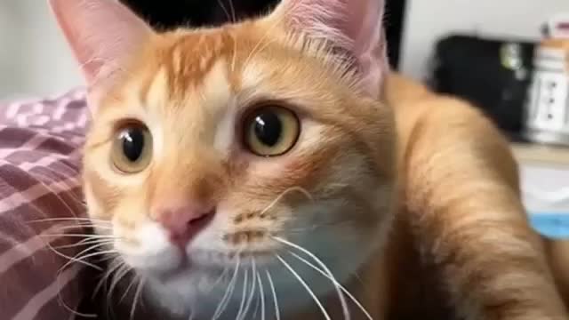 This cat got the moves!