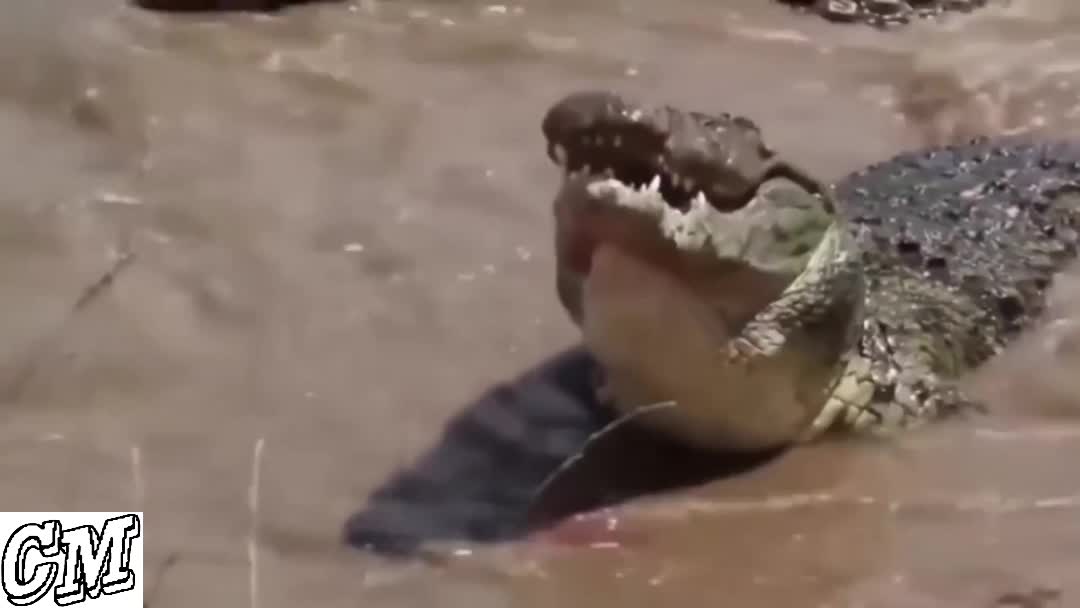 Crocodiles vs Leopard