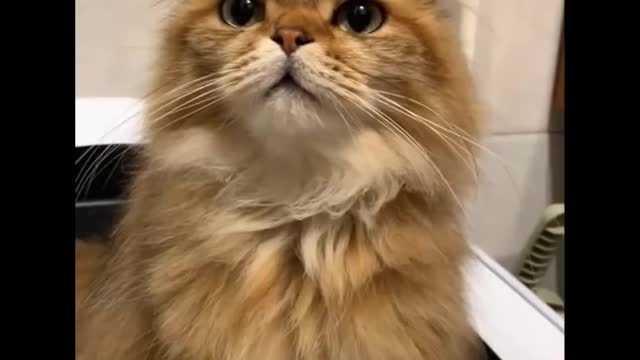 Funniest Cats - Don't try to hold back Laughter - Funny Cats Life
