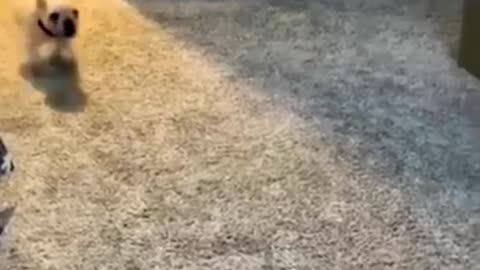 Dog funny short video 🤣😀😱🫢🐕🦮🐕🦮