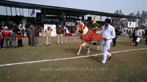 Horse dancing to the rhythm of dhol_ Only in India