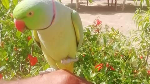 Ringneck Parrot Videos Compilation