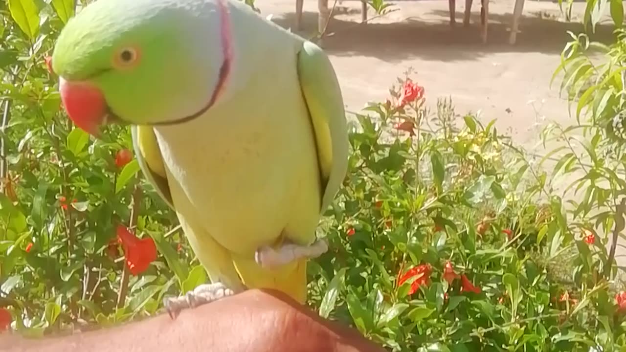 Ringneck Parrot Videos Compilation