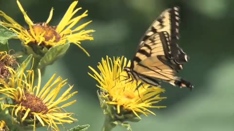 The Butterfly and the Flower