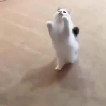 Cat Walks on Two Legs Without Struggle! #funnyanimals #shorts