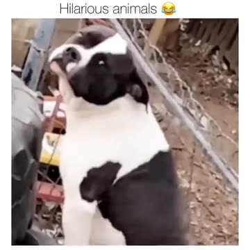 "Unleashing the Laughter: The Comedy Reign of Hilarious Dogs"