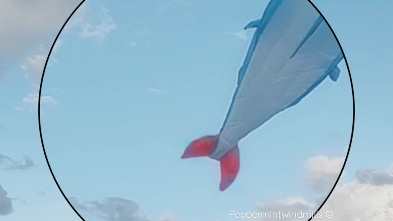 Kite 🪁 Flying at the beach ⛱️🏖️ 🐚•