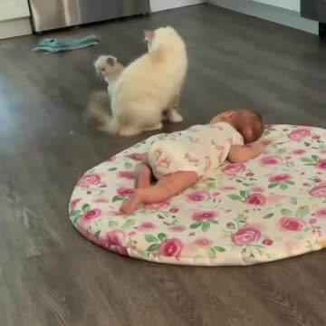 Mommy cat showing her baby to the newest member of the family.
