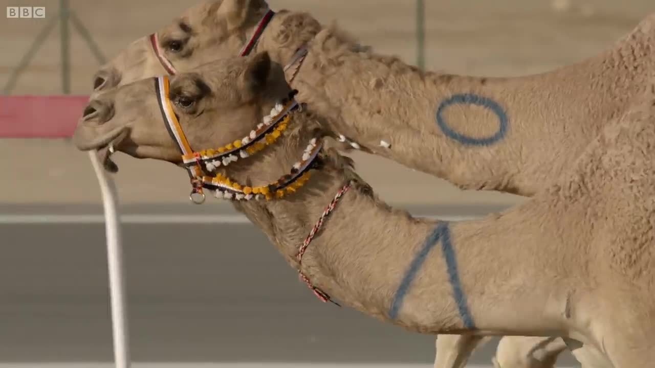 The One MILLION Dollar Camel Race! | Wild Arabia | BBC Earth