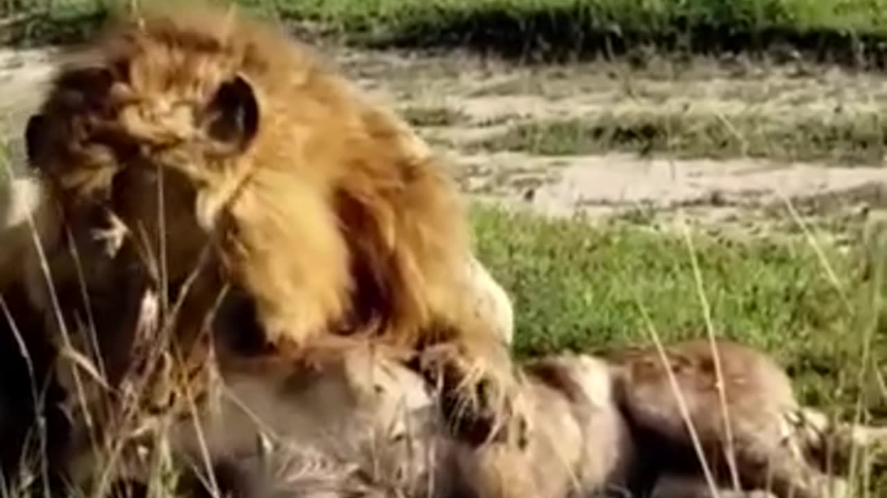 Lion vs young male lion.A dangerous fight for life and death