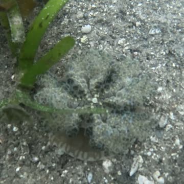 Snorkeling Adventures Philippines, Wow check out the Upside Down Jellyfish (Mangrove Jellyfish)