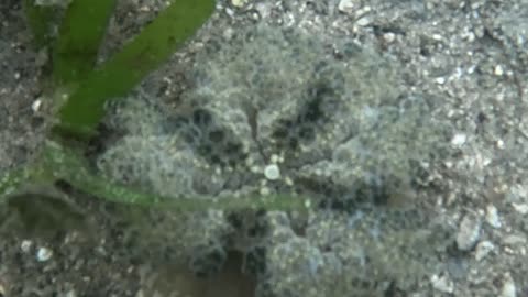 Snorkeling Adventures Philippines, Wow check out the Upside Down Jellyfish (Mangrove Jellyfish)