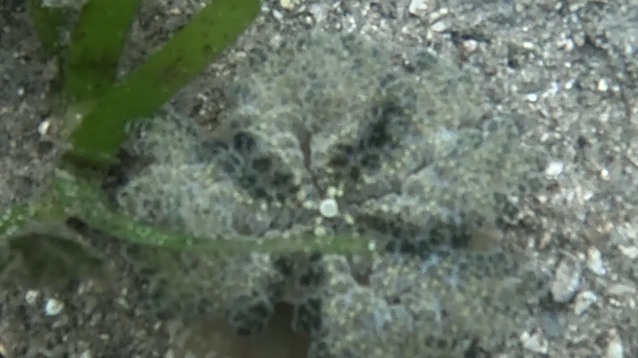 Snorkeling Adventures Philippines, Wow check out the Upside Down Jellyfish (Mangrove Jellyfish)