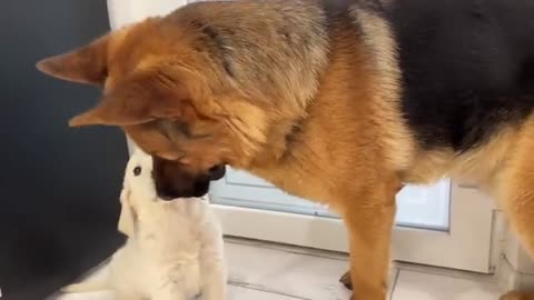 German Shepherd Loves Golden Retriever Puppy [Cutest Video Ever]