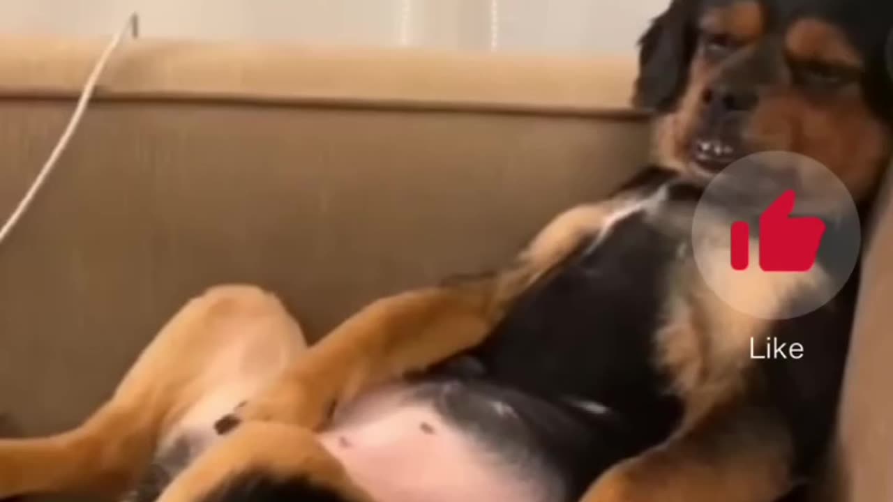 Compilation of Funny Dog Videos