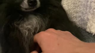 Pomeranian Waves for Pats