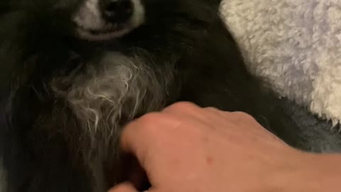 Pomeranian Waves for Pats