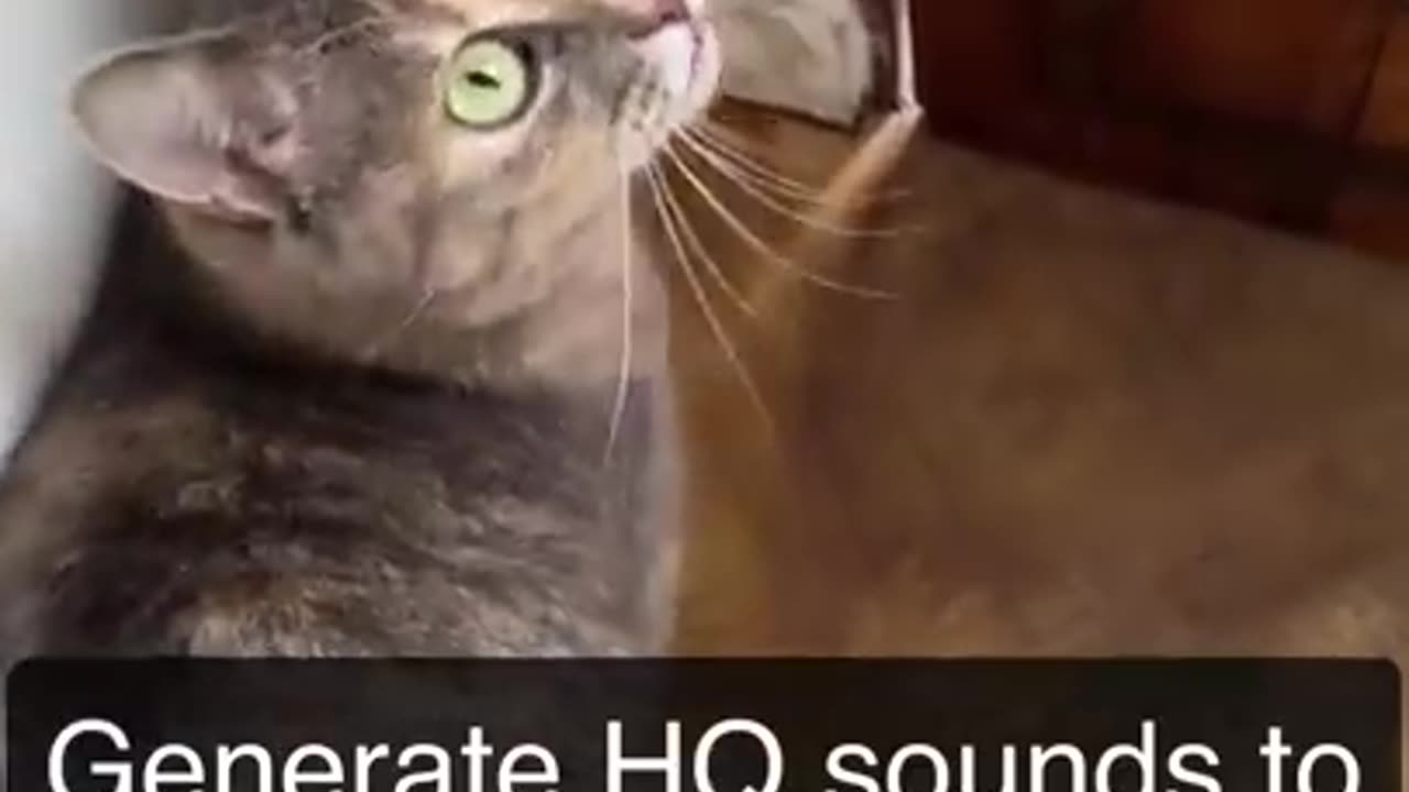 Sounds that attract cats - Meow to make cats come to you