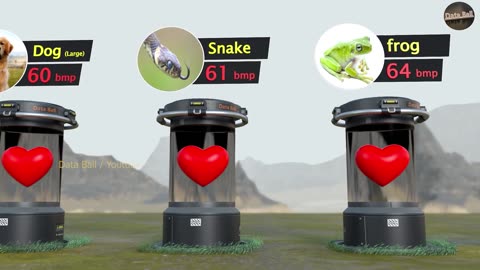 Heart Beat rate comparison Animal Birds