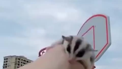 Cute pet baby