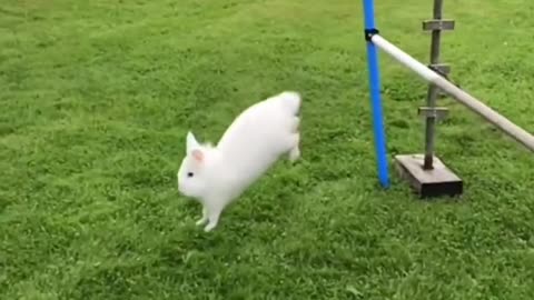 The beautiful rabbit is having fun and playing.🐇🐇🐇🐇