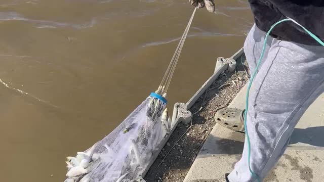Catching a Net Full of Herring in Seconds